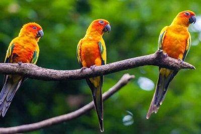 搞笑鹦鹉爆料视频下载大全,笑料百出，欢乐无限  第3张